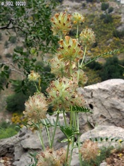 Astragalus ehrenbergii