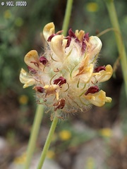 Astragalus ehrenbergii