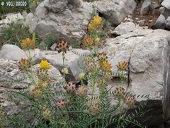 Astragalus ehrenbergii