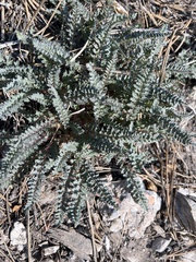 Pedicularis semibarbata charlestonensis