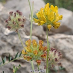 Astragalus ehrenbergii