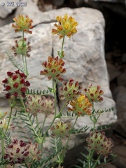 Astragalus ehrenbergii