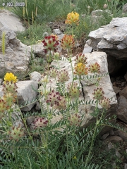 Astragalus ehrenbergii