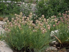 Astragalus ehrenbergii