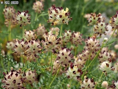 Astragalus ehrenbergii