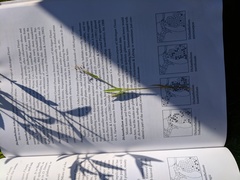 Dichanthelium meridionale