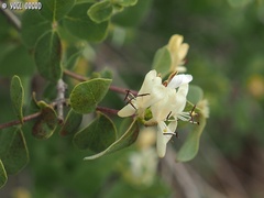 Lonicera arborea