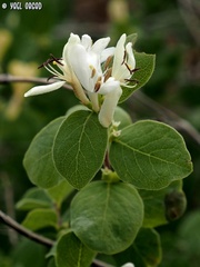 Lonicera arborea