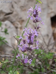 Nepeta cilicia