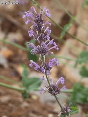 Nepeta cilicia