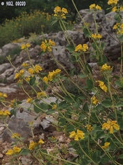 Phlomis chrysophylla