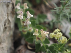 Scutellaria utriculata