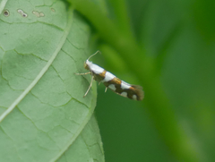 Argyresthia brockeella