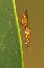 Lachaisea equicollis