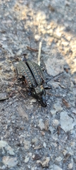 Carabus clatratus