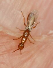 Lachaisea equicollis