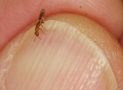 Lachaisea equicollis