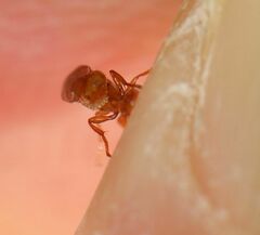 Lachaisea equicollis