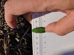 Hypericum swinkianum