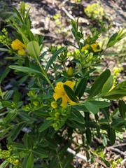 Hypericum swinkianum