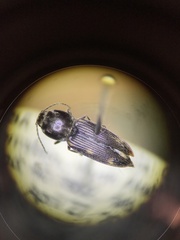 Paracardiophorus
