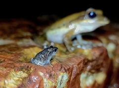 Uperodon taprobanicus