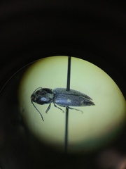 Paracardiophorus