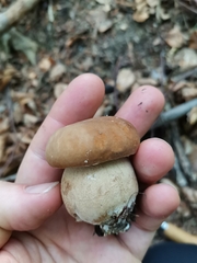 Network bolete (Boletus reticulatus)