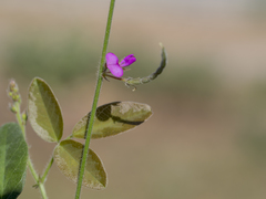 Desmodium scorpiurus