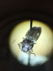 Paracardiophorus
