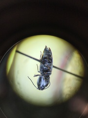 Paracardiophorus
