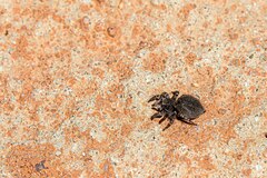 Aelurillus v-insignitus