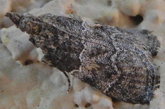 Satole ligniperdalis