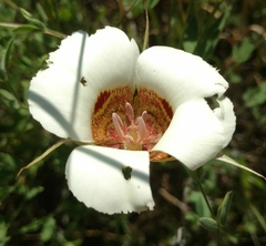 Calochortus vestae