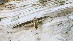 Campyloneura virgula