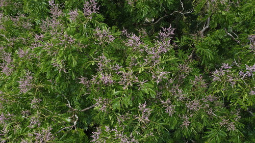 Dipteryx panamensis - Whole tree