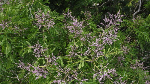 Dipteryx panamensis - Leaves