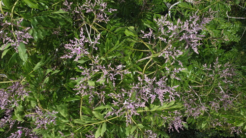 Dipteryx panamensis - Whole tree