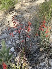 Penstemon eatonii