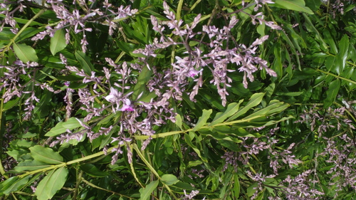 Dipteryx panamensis - Leaves