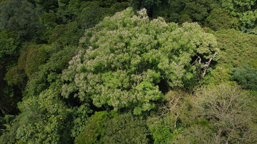 Dipteryx panamensis - Whole tree