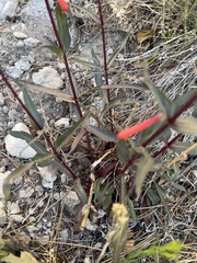 Penstemon eatonii