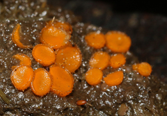 Cheilymenia raripila