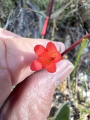 Penstemon eatonii