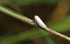 Athysanus argentarius