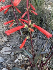 Penstemon eatonii