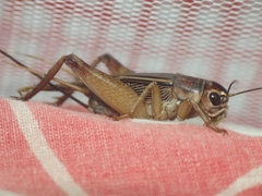 Teleogryllus mitratus