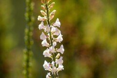 Linaria nivea