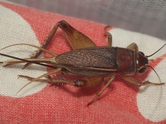 Teleogryllus mitratus