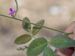 Desmodium scorpiurus